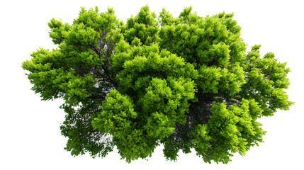 Fototapeta premium vibrant green tree isolated on white background