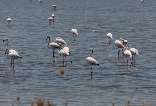 Greater flamingo (Phoenicopterus roseus) in salt lakes Missolonghi (Aetolia-Acarnania Prefecture, Greece)