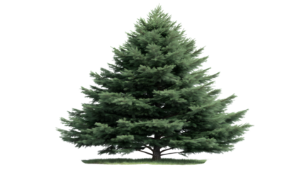 majestic green fir tree isolated on white background