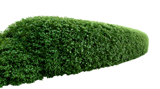 meticulously manicured, rounded hedge in  garden isolated on white background