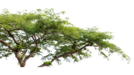  majestic tree flourishing with vibrant green foliage isolated on white background