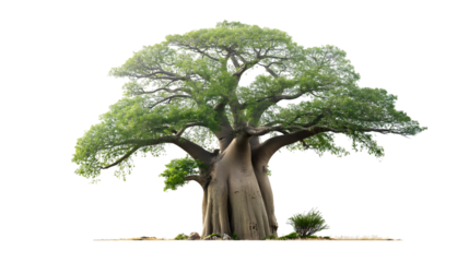 majestic baobab tree standing tall and proud isolated on white background