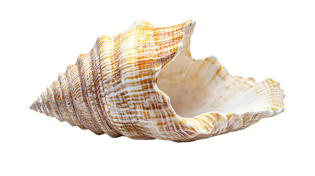 sea shell png