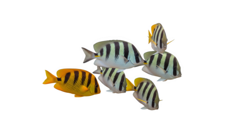 Striped Surgeonfish School Underwater Scene