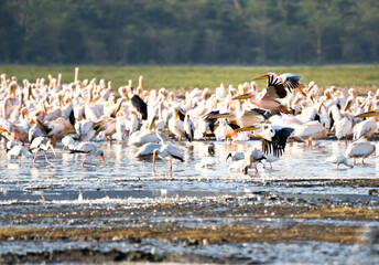 Great White Pelican (Pelecanus&nbsp; onocrotalus) on Lake Nakuru, Kenya, Africa