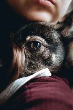 Sad dog is in a volunteer helping hands. An adoption of rescue animal. A lonely lost doggy hugs a human. The person adopts the abandoned homeless dog from a shelter. The pet misses for his dead owner.