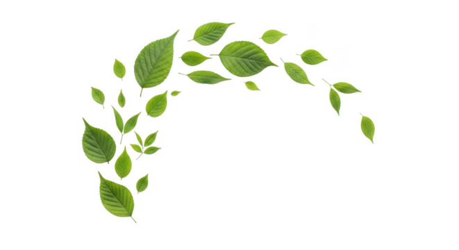 Green leaves forming an arch isolated on transparent background