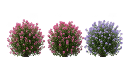 Three blooming bushes with pink and purple flowers isolated on transparent background