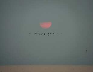 sunrise with birds flying