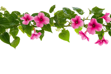 Professional photography isolated on transparent background