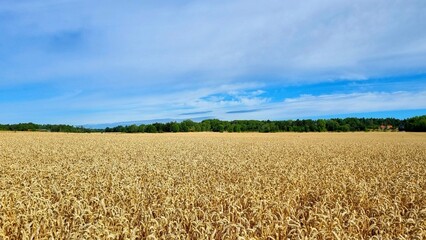 Autumn field with golden ears of wheat against a blue sky with clouds, Field with a horizon of wheat, green trees and blue sky. Nature autumn field. card field autumn.