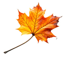 autumn leaf on black branch twig  isolated on white background ,PNG.AI Generated.