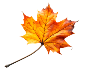 autumn leaf on black branch twig  isolated on white background ,PNG.AI Generated.