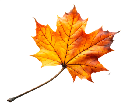 autumn leaf on black branch twig  isolated on white background ,PNG.AI Generated.