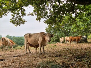 Cow with calf on its udder standing in meadow, looking at camera. Surrounded by herd