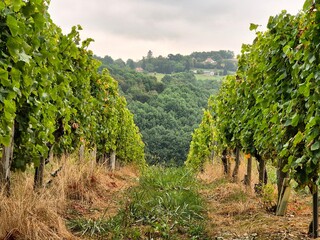 Naklejka premium Vineyards on hillside surrounding Pau, Sud-Ouest, France, with rustic farm in the background