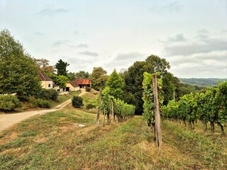 Naklejka premium Vineyards on hillside surrounding Pau, Sud-Ouest, France, with rustic farm in the background