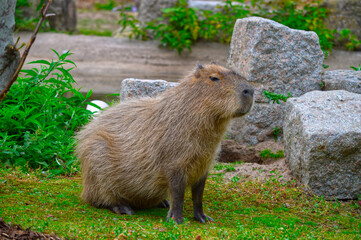 Capybara is the largest rodent from South America