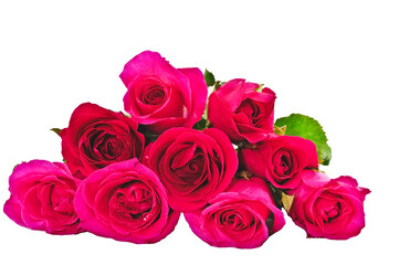  Fresh beautiful rose isolated on white background 