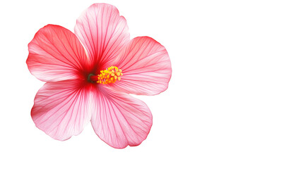 hawaiian flower png