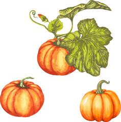 Watercolor botanical illustration of pumpkin 