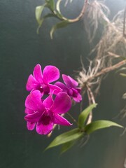 purple flower on a green background