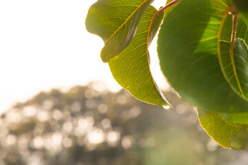 A backlit green leaf with visible veins holds a water droplet reflecting sunlight at its tip