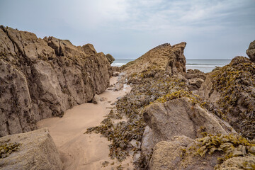 Seaweed and wildlife on Cornish beach rocks