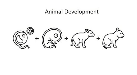 Illustrating the stages of animal development from conception to birth.