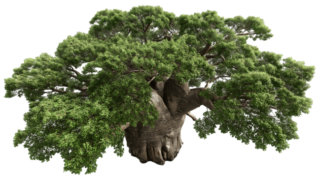 magnificent, ancient Baobab tree with its sprawling branches and lush green leaves isolated on white background