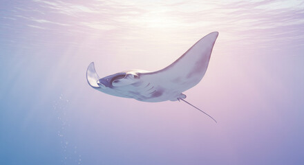 A manta ray swims gracefully through the clear, blue ocean water, sunlight filtering from above.