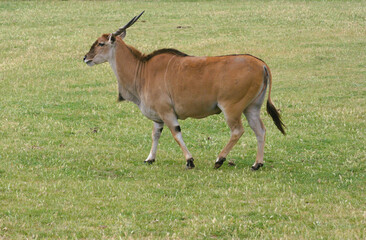 Fototapeta premium Common Eland Walking Through a Green African Grassland 