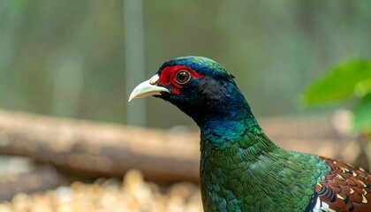 Obraz premium Close-up pheasant portrait