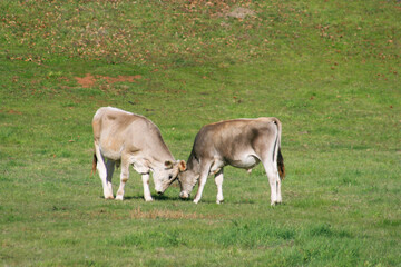 Playful Young Calves Interacting on a Green Hillside