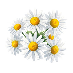 Fototapeta premium Realistic White Daisy Flower Bouquet With Yellow Blossoms Cut Out PNG.