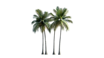 palm trees png