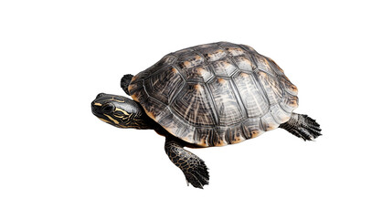 turtle png