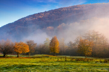 Fototapeta premium morning fog in autumn landscape with forest on the hill. empty grassy pasture in rural scene in carpathian mountains under clear blue sky. scenic view encourages to travel ukraine