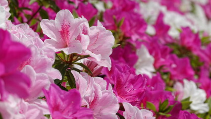 Obraz premium たくさんのツツジの花