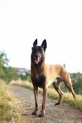 Obraz premium Belgian Shepherd posing on the path in the park