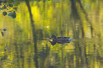 mallard surrounded by a delicate branch with leaves, a female mallard swims to the left on the yellow-green shimmering lake,  slight waves on the pond, beautiful green reflection on the lake