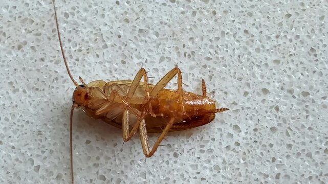 A cockroach lies on its back affected by poison.