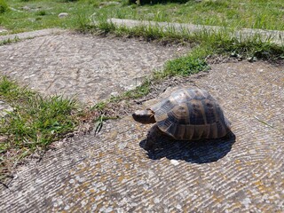 turtle on the road