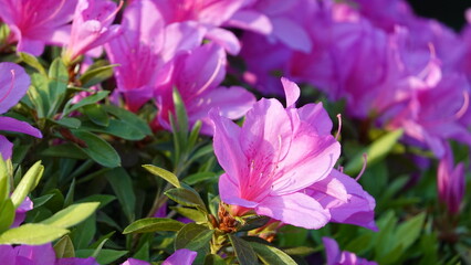 たくさんのツツジの花