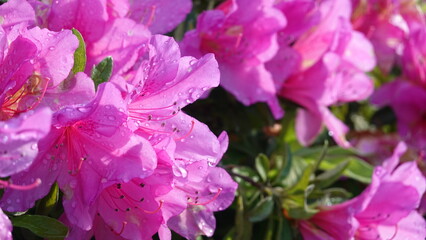 たくさんのツツジの花