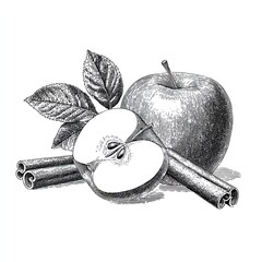 Apple with cinnamon sticks engraving sketch illustration of vintage fruit composition with leaves design