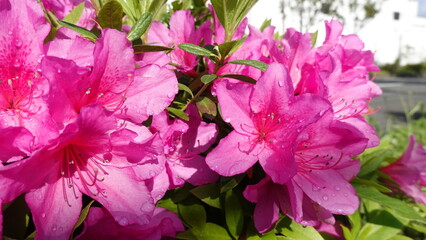 たくさんのツツジの花