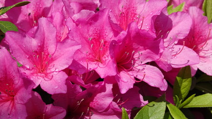 たくさんのツツジの花