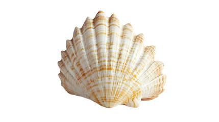 Fototapeta premium seashell png