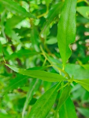 green leaf with water drops